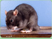 rat control Wigston
